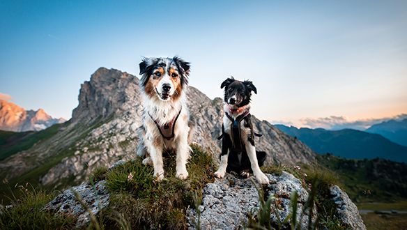 Cane bianco sdraiato su pietra vicino a lago turchese in montagna