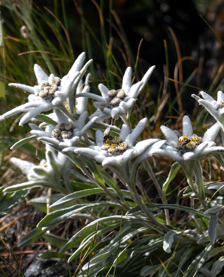flora im nationalpark stilfserjoch