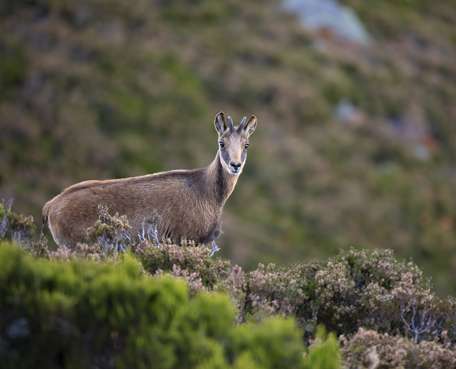 tiere im nationalpark stilfserjoch
