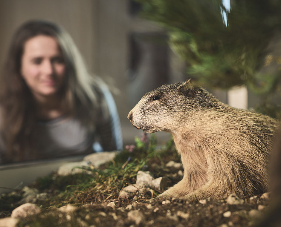 Eine Frau sieht sich im Museum ein Murmeltier an