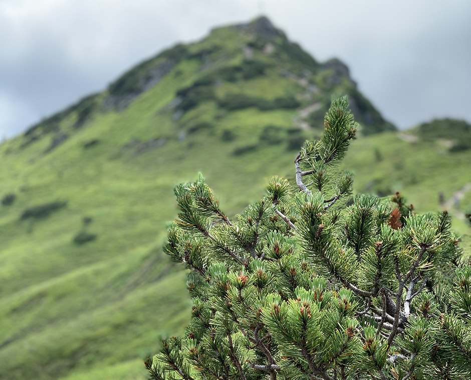 Latschenkiefer mit Hintergrund ein Gebirge