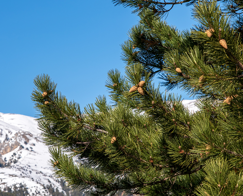 Latschenkiefer mit Hintergrund ein verschneites Gebirge