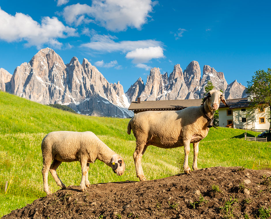 Schafe im Villnösstal